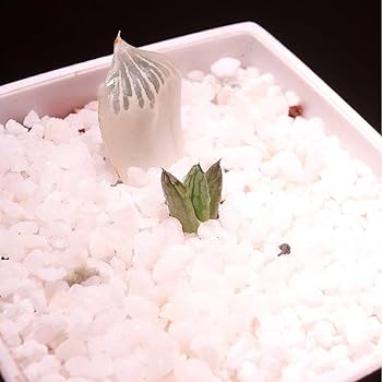Amazon.co.jp: 多肉植物 ハオルチア 白蛇伝 葉挿し苗 発根済み : おもちゃ