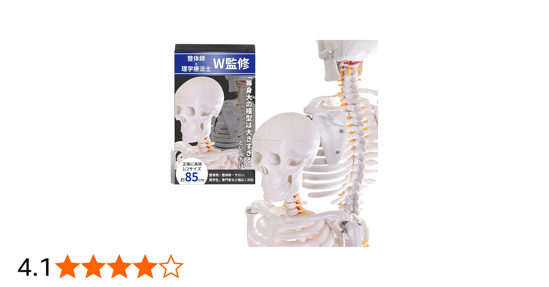 Amazon.co.jp: 【理学療法士×整体師W監修】 人体模型 1/2 全身骨格模型