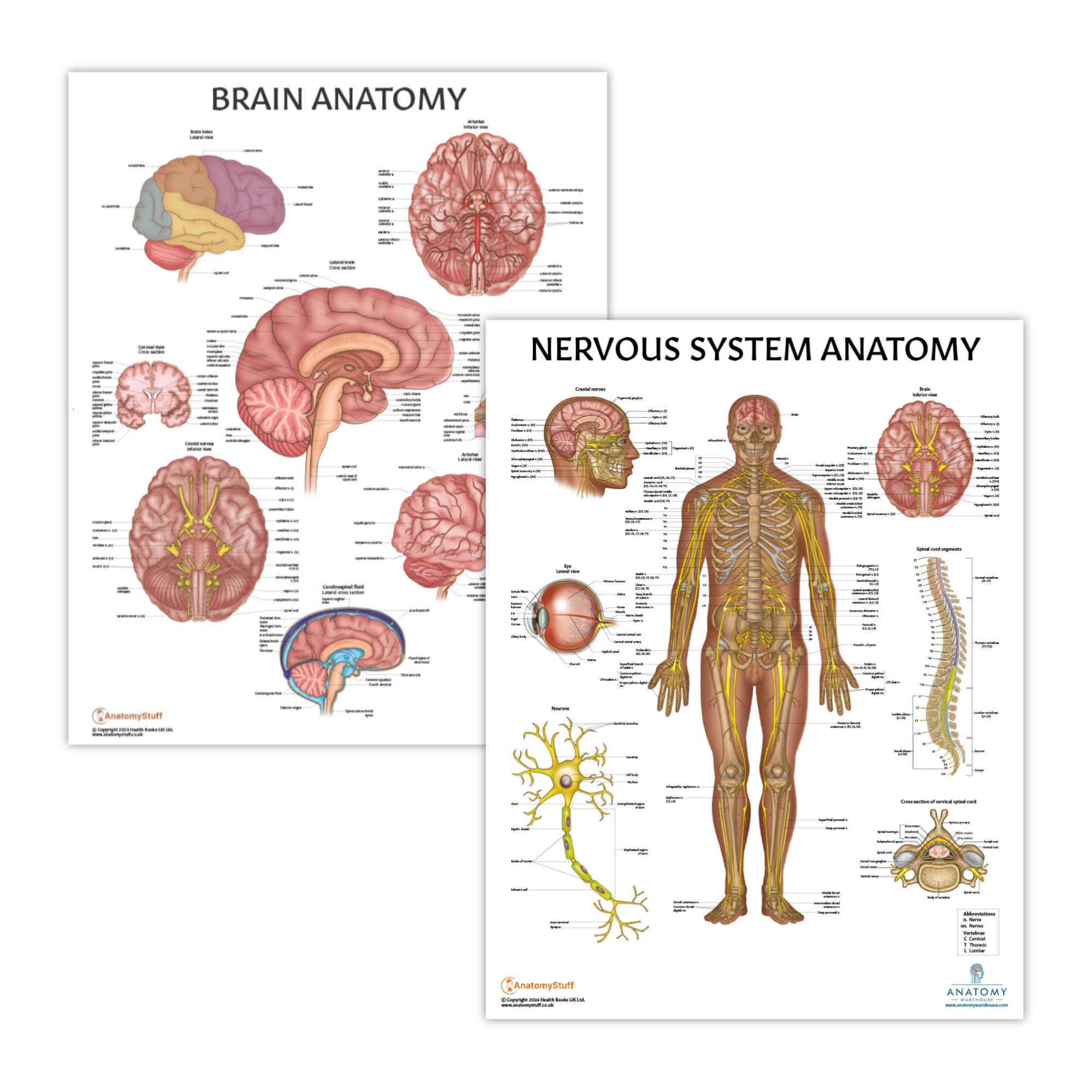Amazon.com: Anatomy Lab Nervous System and Brain Anatomy Poster