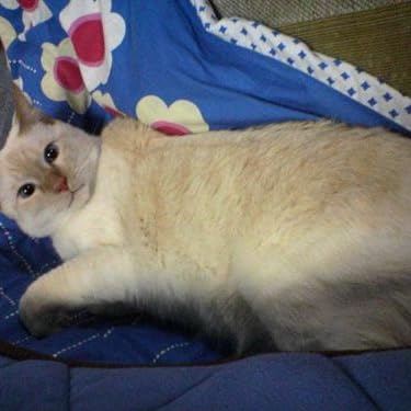 Amazon.co.jp: イラストレイテッド泌尿器科手術―図脳で覚える術式と