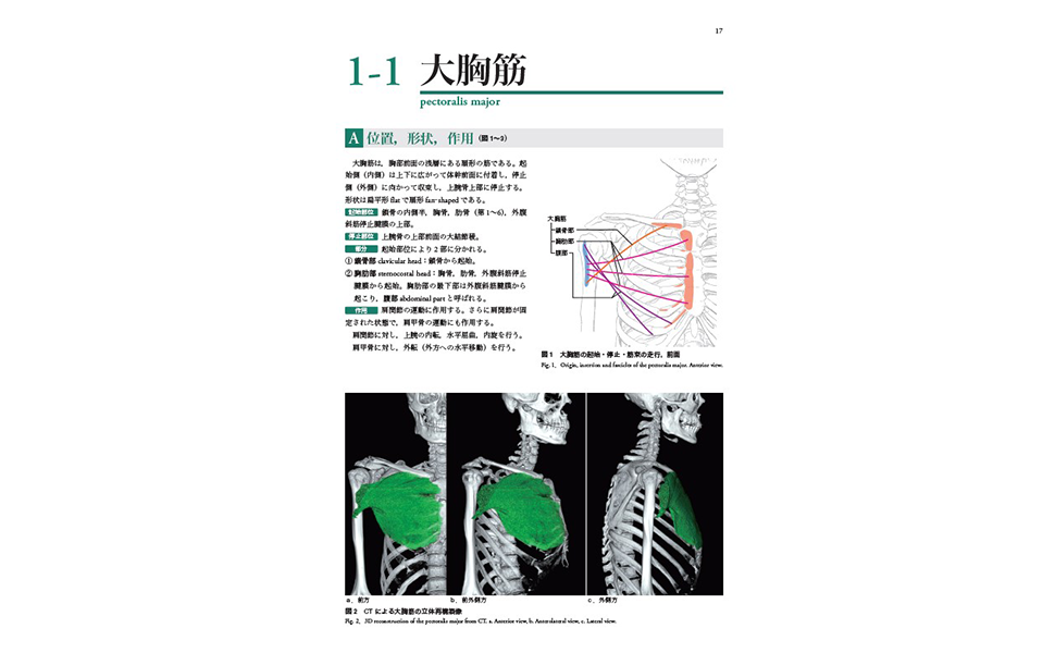 人体の骨格筋 上肢 | 坂井 建雄, 加藤 公太 |本 | 通販 | Amazon