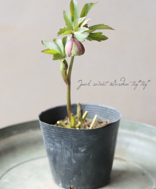 大和園】 クリスマスローズ 『小輪アンティークグリーンカップ咲き