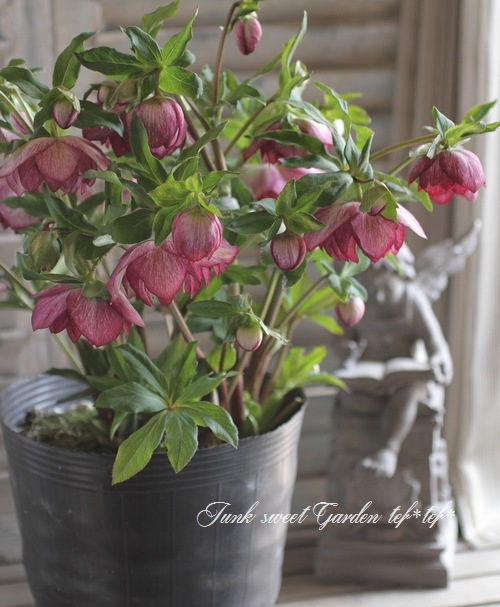 ✿㉖-137クリスマスローズ 札幌市..百合が原公園..クリスマスローズ 2026年2月23日(月曜日)..午前