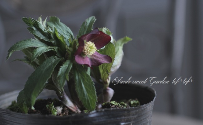 クリスマスローズ　原種　クロアチクス② クリスマスローズの原種（H.クロアチクス?）｜園芸日記by野々口稔