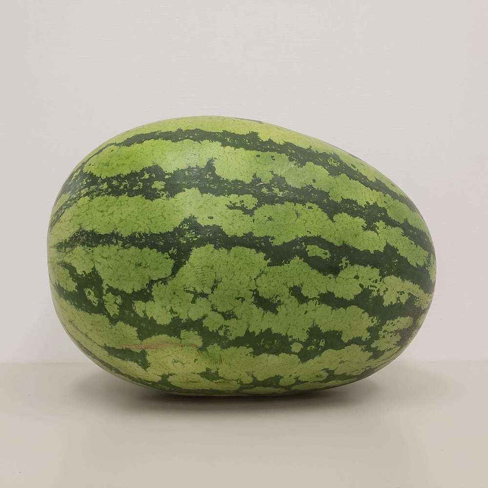 先行予約】富山特産 入善ジャンボ西瓜（約15kg～20kg）2025【送料込】