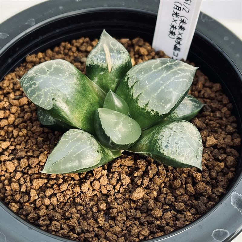 多肉植物：ハオルチア 水晶未来NS1/2×月光未来 実生*幅5cm 現品 一品