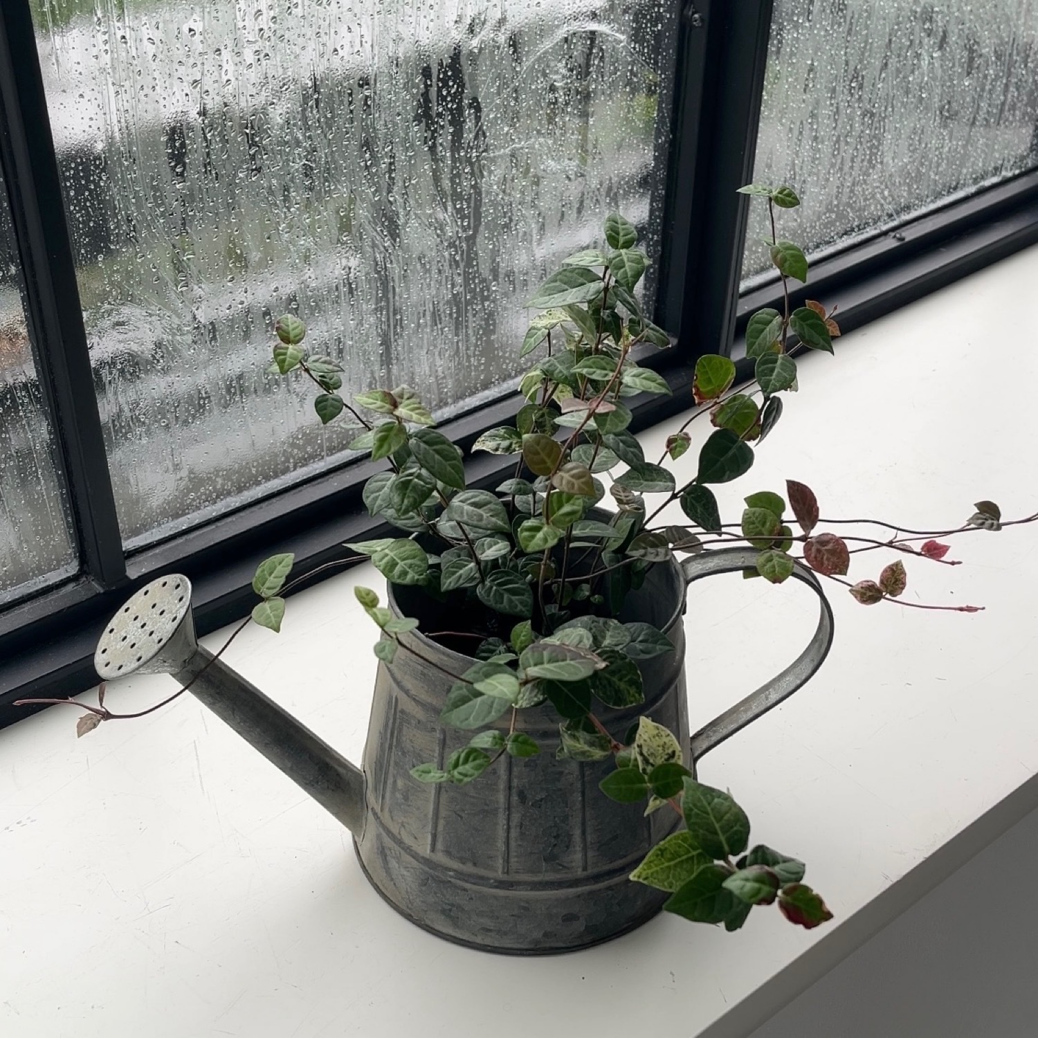 ジョーロポットカバー | ALL（全ての商品） | COVENT GARDEN Bazaar