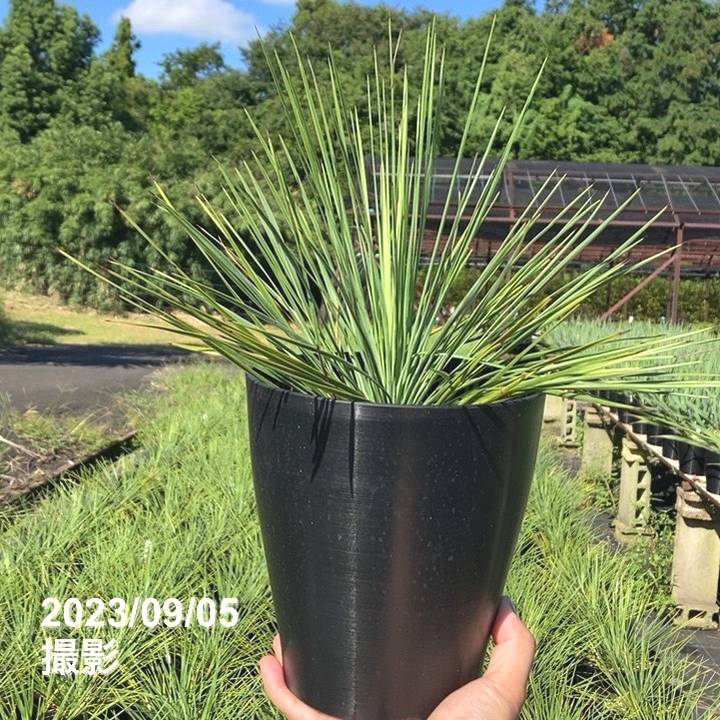 ユッカ 6号 リネアリフォリア（Yucca linearifolia）｜花木01-D1