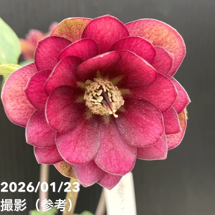 お買い得一点物咲き進み株】加藤農園 クリスマスローズ グロッシー