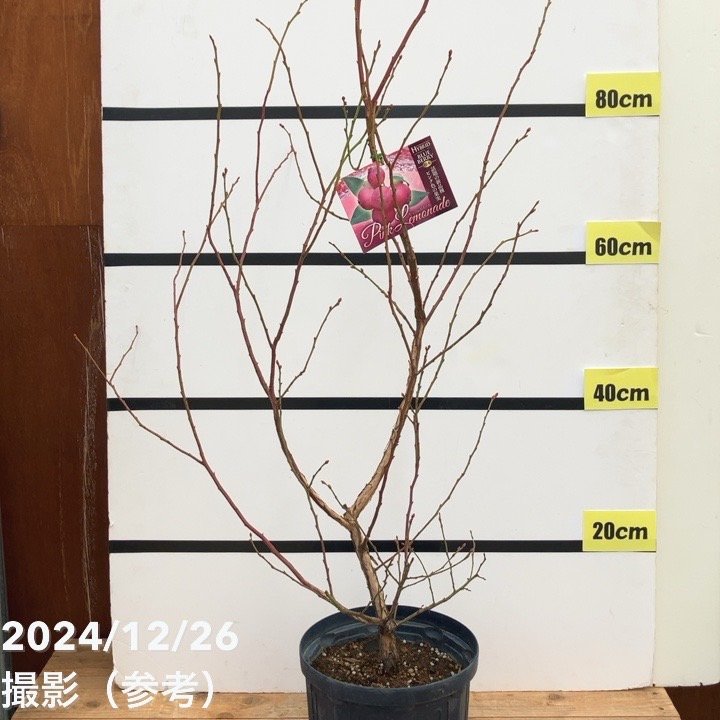 ハイブリッドブルーベリー ピンクレモネード 7号スリット鉢（接木苗