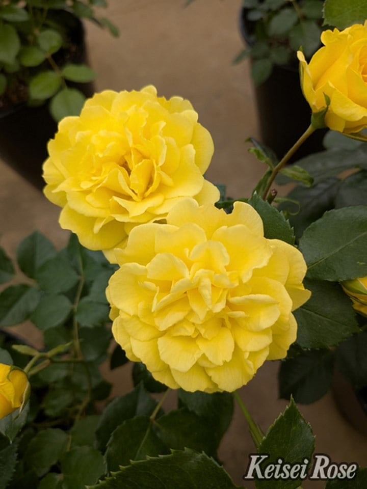 NEW】バラ大苗 ゴールデン・ストリート・カラーズ 4.5号ロングポット