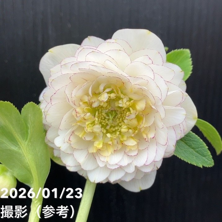 一点物】加藤農園 クリスマスローズ ホワイトアフロディーテ 4.5号