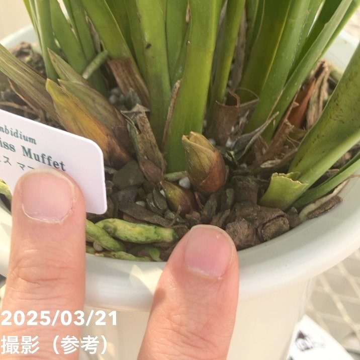 花芽3個＞ミスマフェット 5号ロングプラ鉢｜ミツバチ蘭｜洋蘭10-TU