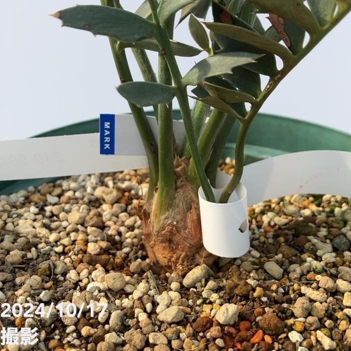 激レア！現品お届け】エンセファラルトス アレナリウス（Enephalartos