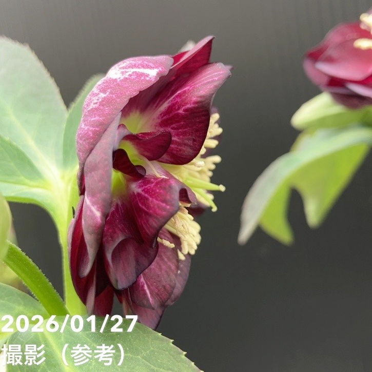 お買い得一点物咲き進み株】加藤農園 愛幸花丸姫 クリスマスローズ 毬