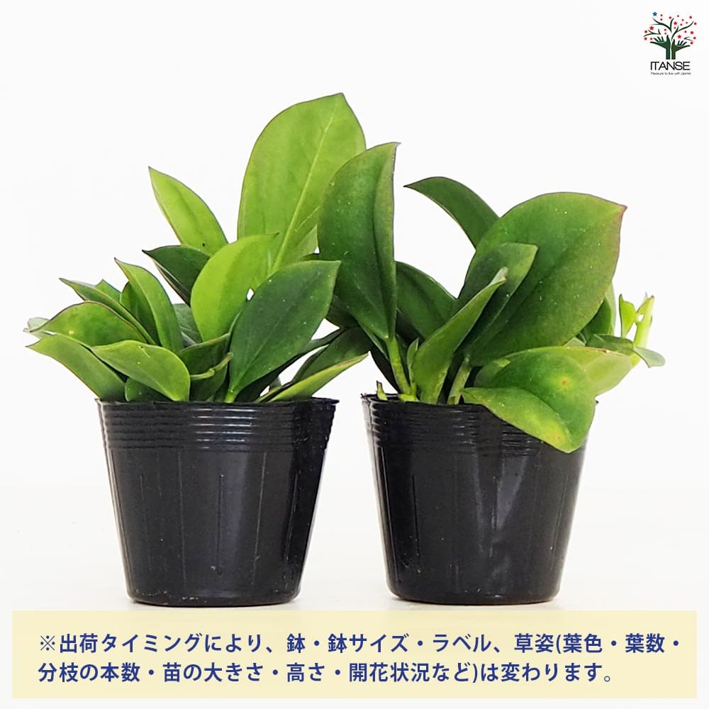 ホヤ (桜ラン) パキクラダ 【観葉植物 3.5号】｜ 【植物のITANSE