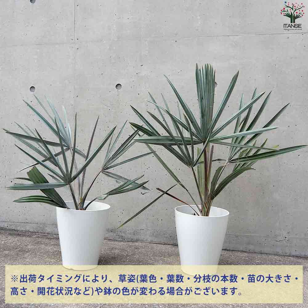 ビスマルキア ノビリス シルバー【観葉植物 7号／1個売り】｜ 【植物の