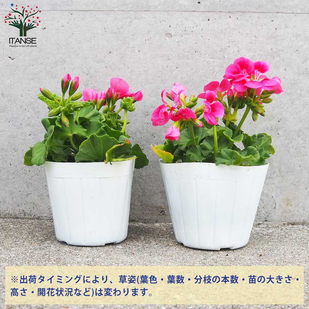 ゼラニウム プリティーリトルピンク【花苗 3.5号ポット】｜ 【植物の