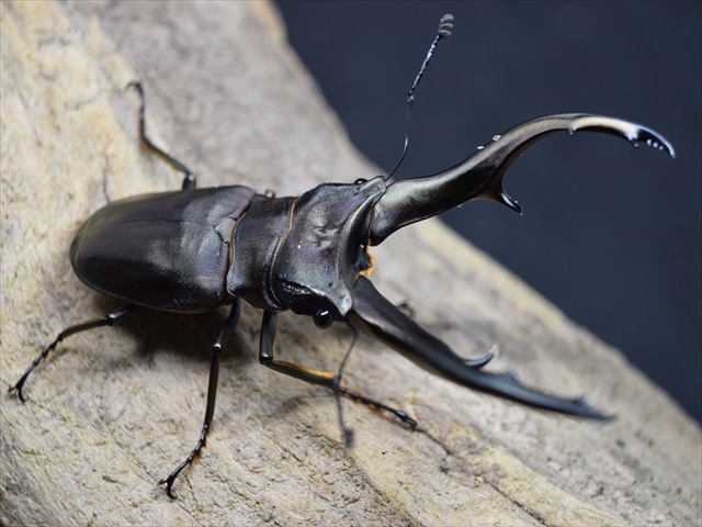 新成虫】インペラトールホソアカクワガタ75mmペア | 外国産クワガタ