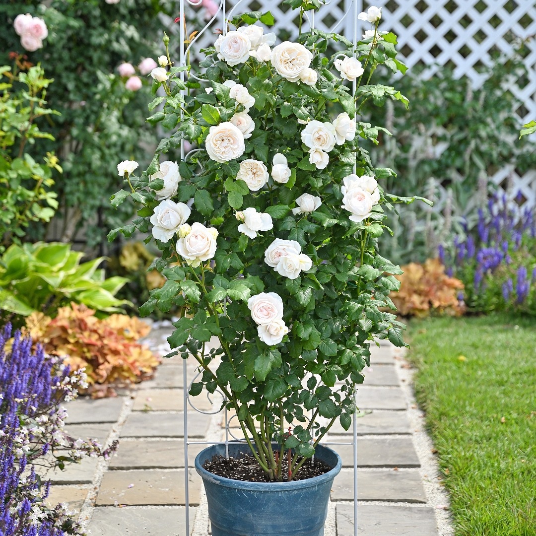 バラ苗 大苗 2026 マハネ Mahane 国産ノイバラ台木使用 | 大苗 2026