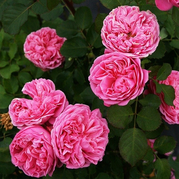 バラ苗 大苗 2026 マイ ディア My Dear 国産ノイバラ台木使用 | 大苗