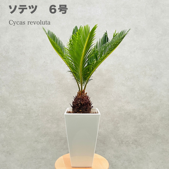 観葉植物 ソテツ 蘇鉄 6号スクエア鉢苗 大型 大きい 鉢植え 和風 和室