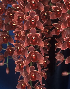 FARM BASE ONLINE SHOP｜洋らん・和らん・苗・資材のギフト・直売