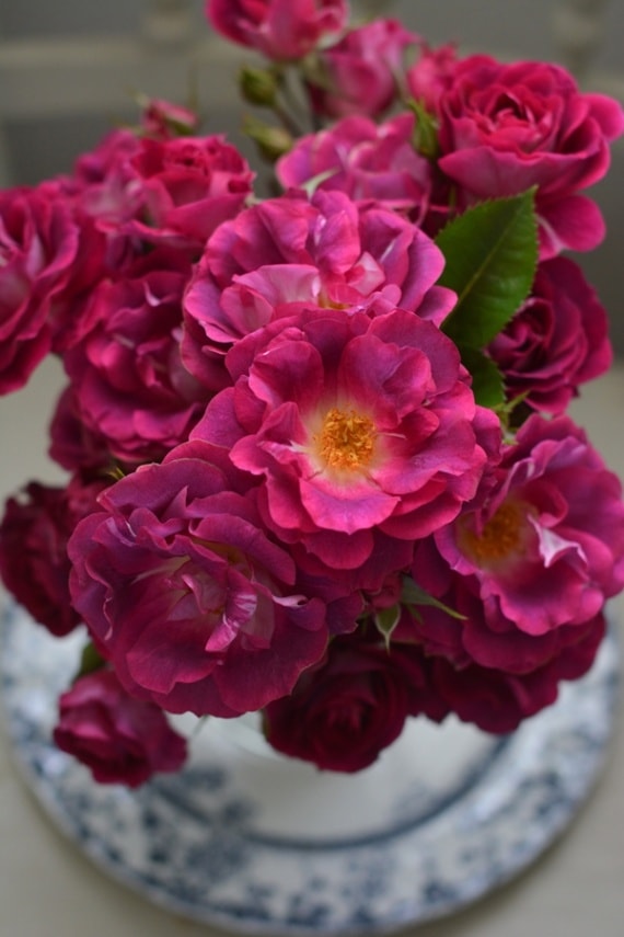 バレッタ（大苗）7号鉢植え バラ苗 《農林水産省 登録品種》 四季咲き