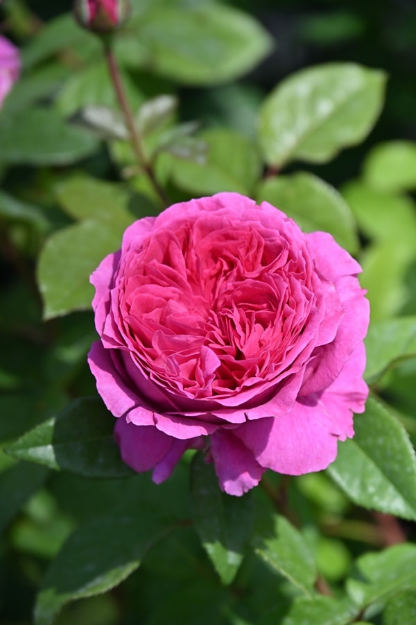 スターリィヘブンズ（大苗）7号鉢植え バラ苗 《農林水産省 登録品種