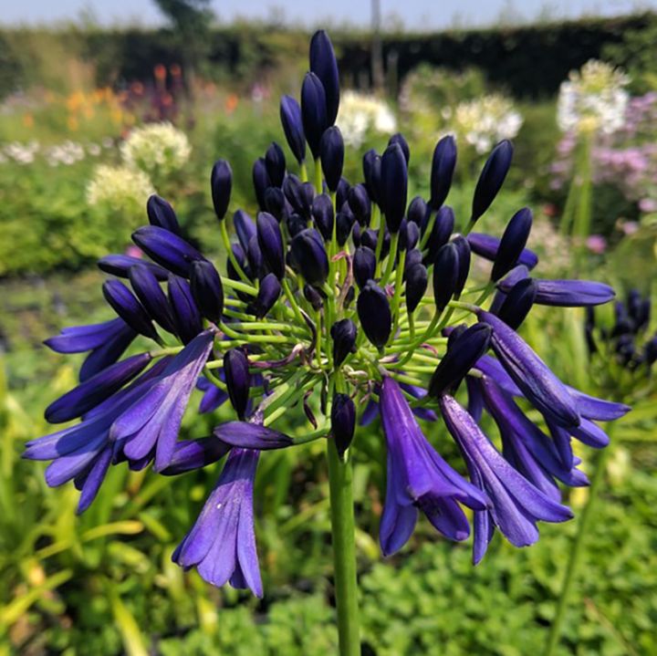 アガパンサス「ミッドナイト・ドリーム」 4号(12cm)ポット | | 宿根草