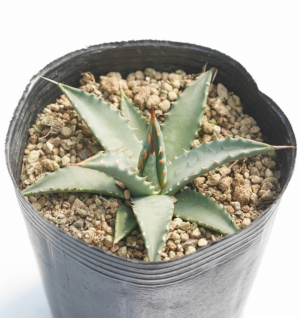 アガベ・ユタエンシス 3号ロングポット | | アガベ（リュウゼツラン