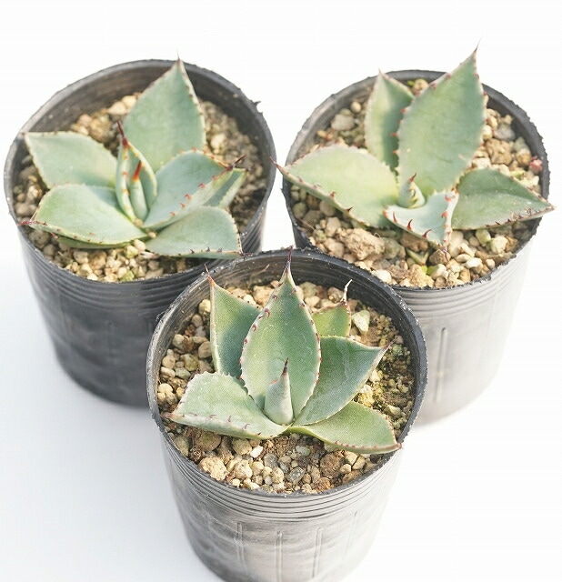 アガベ・パリー・フワチューケンシス（ホーチエンシス） 2号ロング