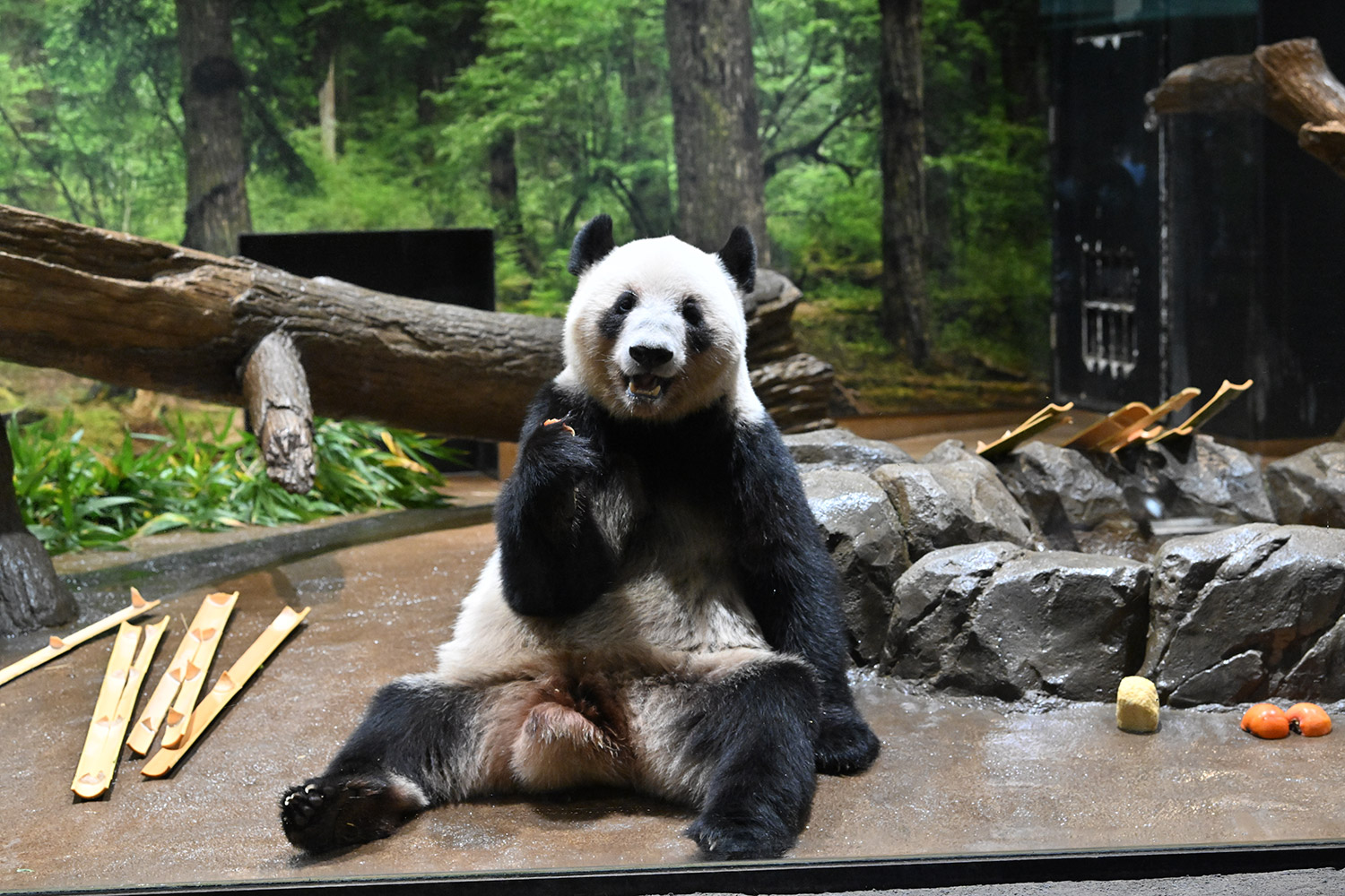 今日のパンダ（4022日目）