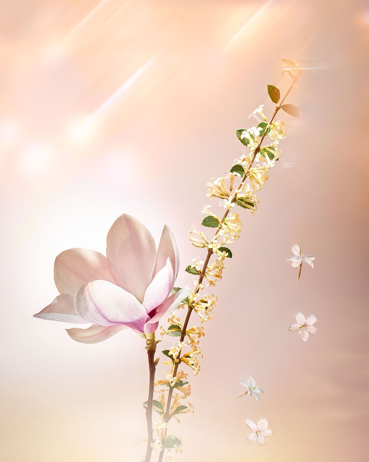 ルイ・ヴィトンの新作香水「エトワール フィラント」がお目見え