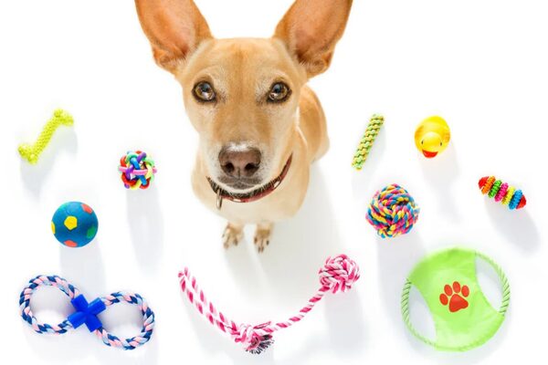 しつけコラム】第5回：犬の心の声を聞く〜カーミングシグナルと感情の