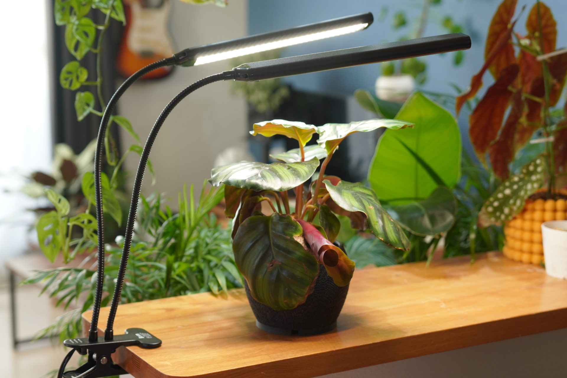 レビュー】BRIM FLORA（植物育成ライト）｜メリット・デメリット、1