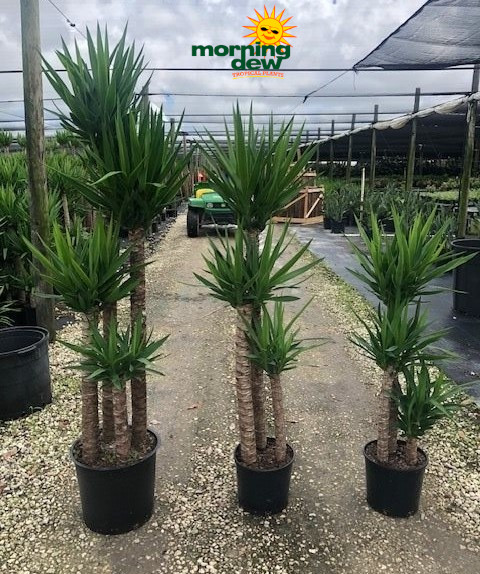 yucca-様ご確認ページ Yucca species