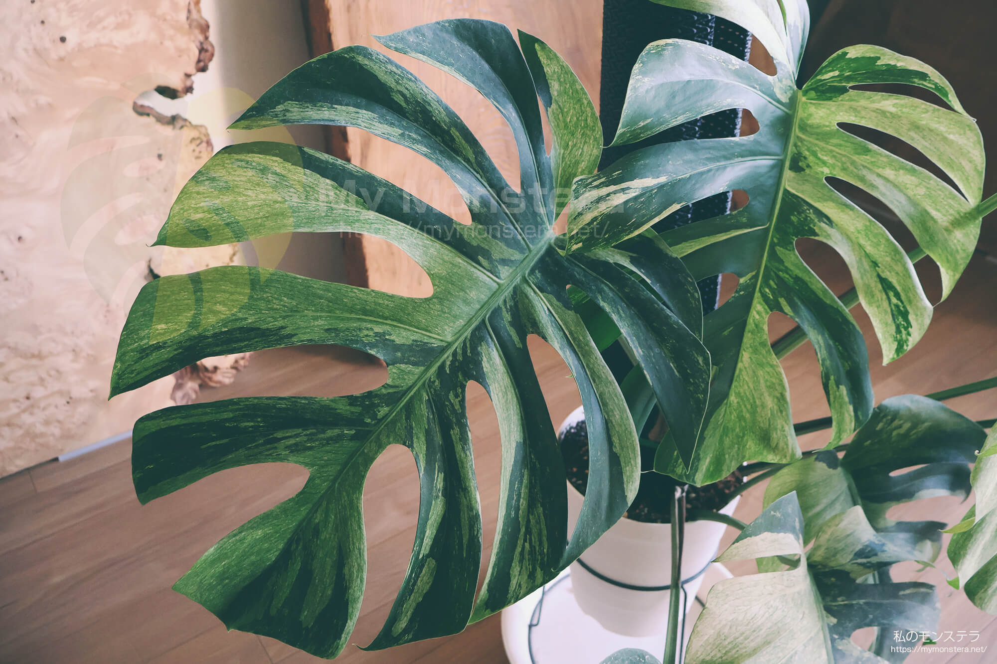 鮮やかな斑入りのモンステラなのに葉が傷まない株 - 私のモンステラ