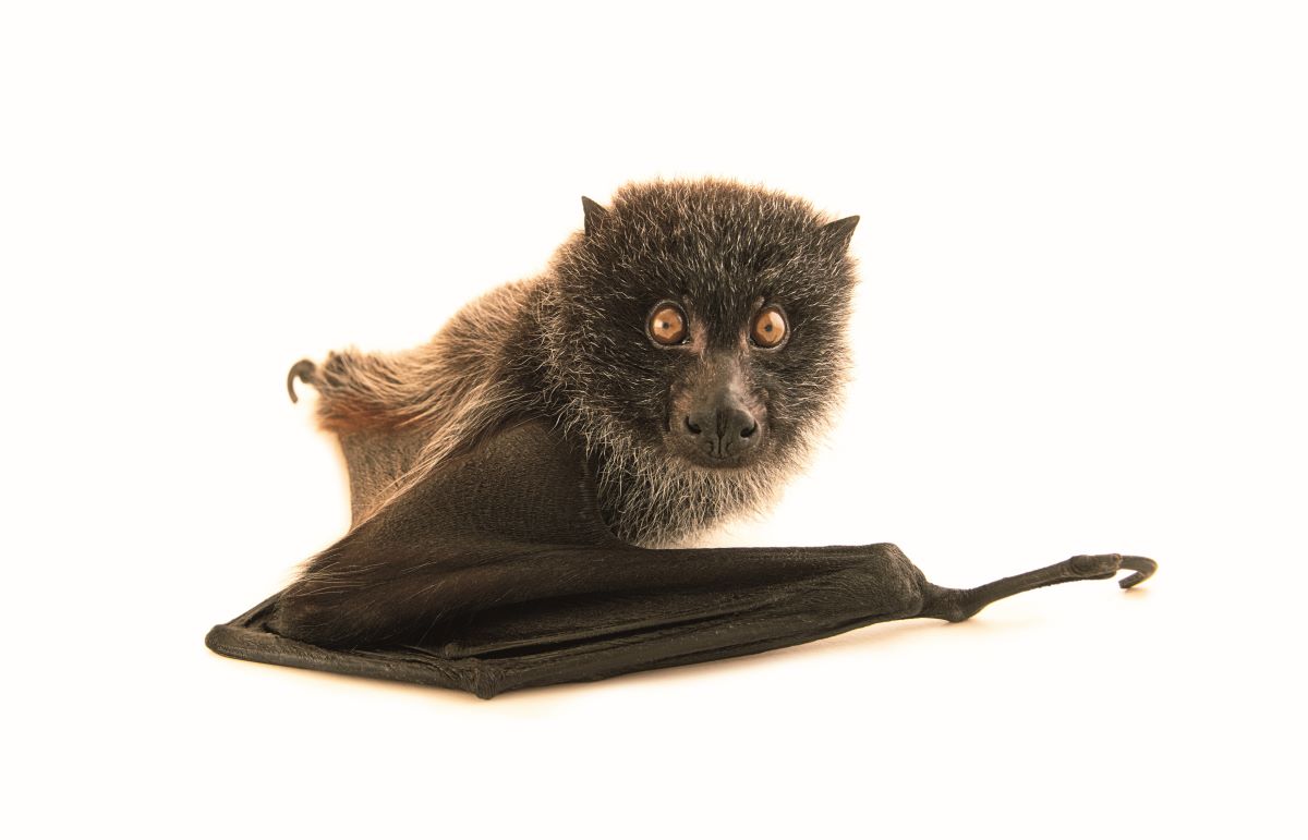 オガサワラオオコウモリ 命を取り留めた片翼のメッセンジャー