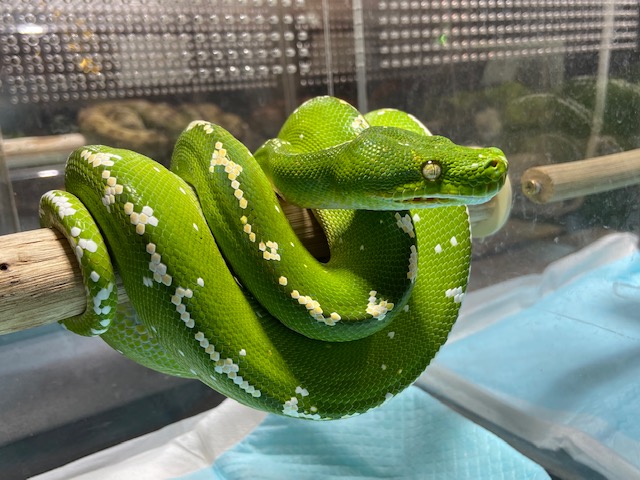 店頭で販売中のグリーンパイソンのご紹介！（熱帯倶楽部 東川口本店