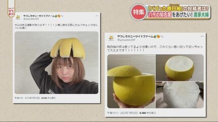 あおいページA「晩白柚＋上野早生」セット バズったバンペイユ（晩白柚
