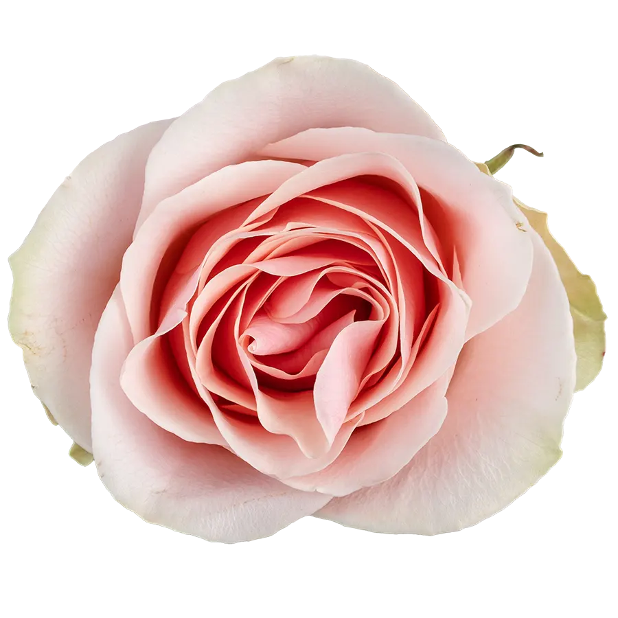 Роза нежно-розовая Джессика 60 см (03691) купить поштучно с