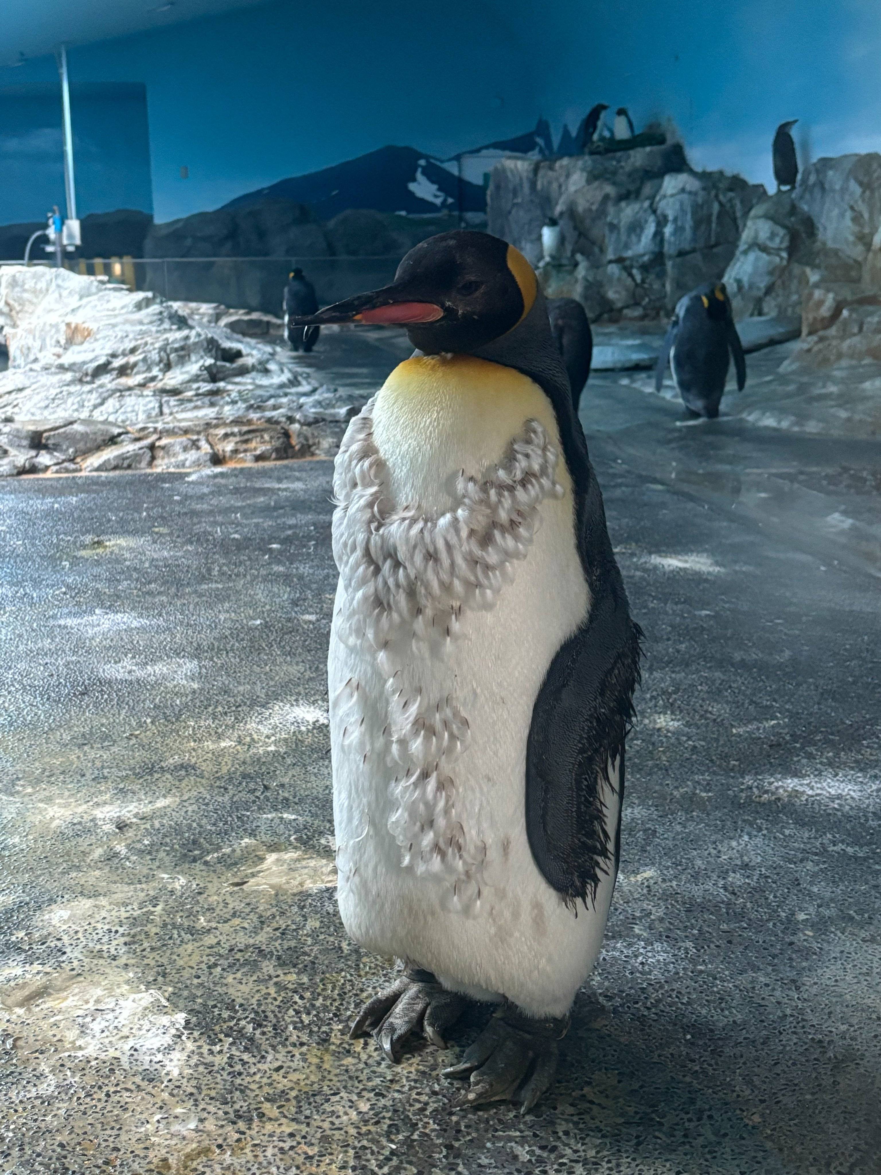 すげえええ初めて見た」ペンギンの羽が生え変わる〝レア〟ショットが大