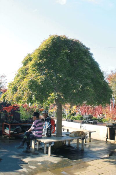 庭と建築から読み解く 煎茶的要素と近代数寄空間『庭と建築の煎茶文化