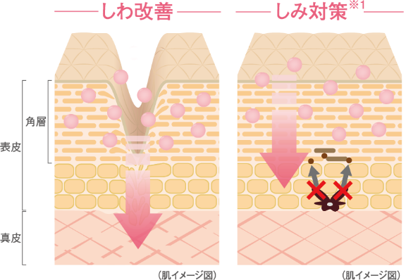 敏感肌用高保湿エイジングケアのノブ L＆W リンクルエッセンス