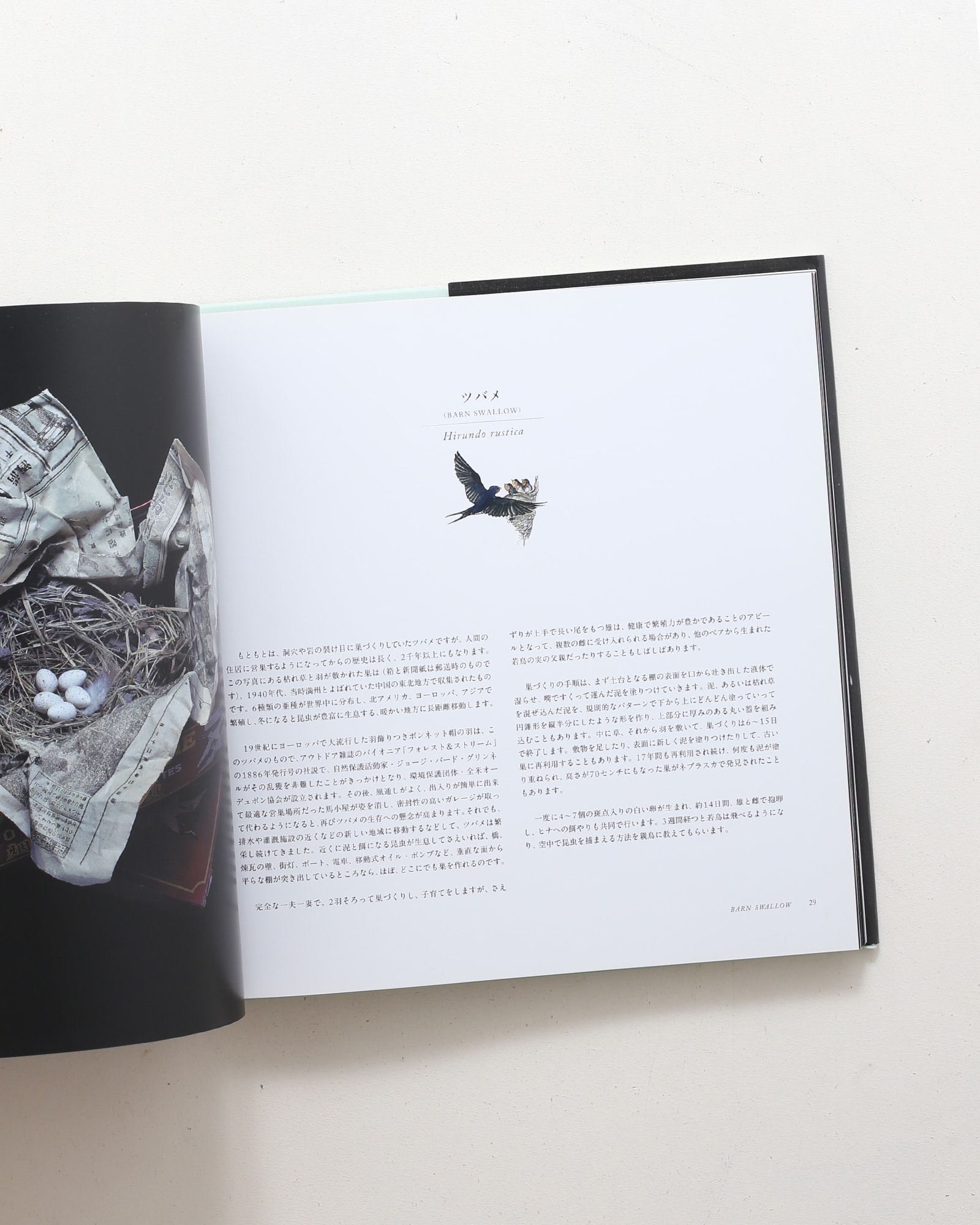 鳥の巣 50個の巣と、50種の鳥たち | シャーロン・ビールズ | nostos