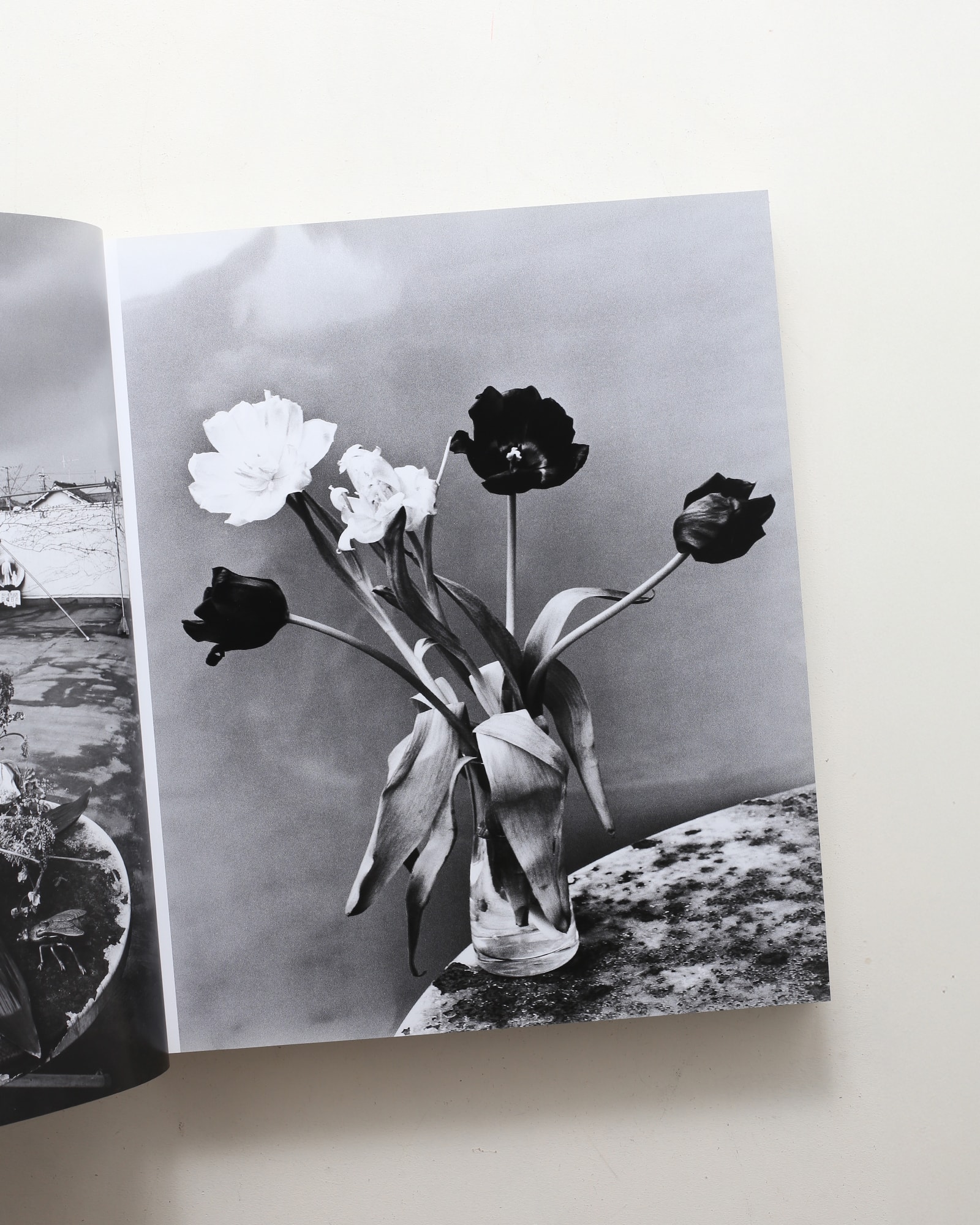 愛ノ花 | 荒木経惟 | nostos books ノストスブックス