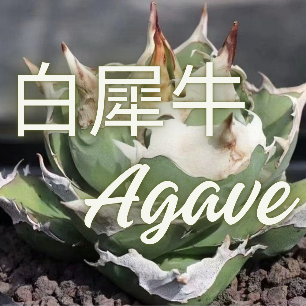 アガベ チタノタ 白犀牛（White Rhino / 白犀牛 / シロサイ） | NR Plants