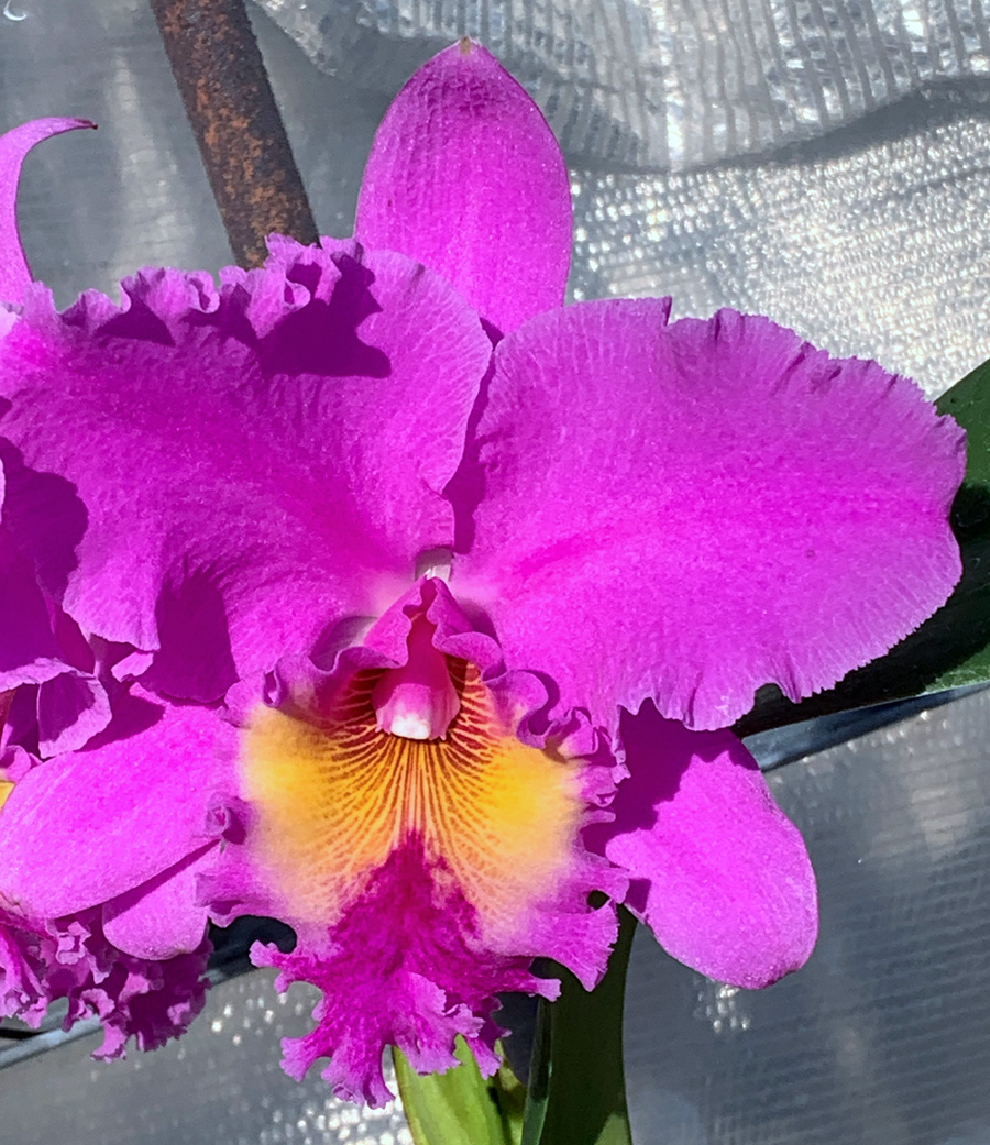Rlc. Peggy O'Neil 'Stewart' x Rlc. Mishima Monarch 'Blumen Insel