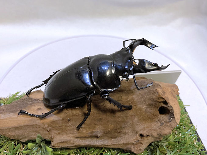 タランドゥスオオツヤクワガタ♂79mmレプリカジオラマ標本